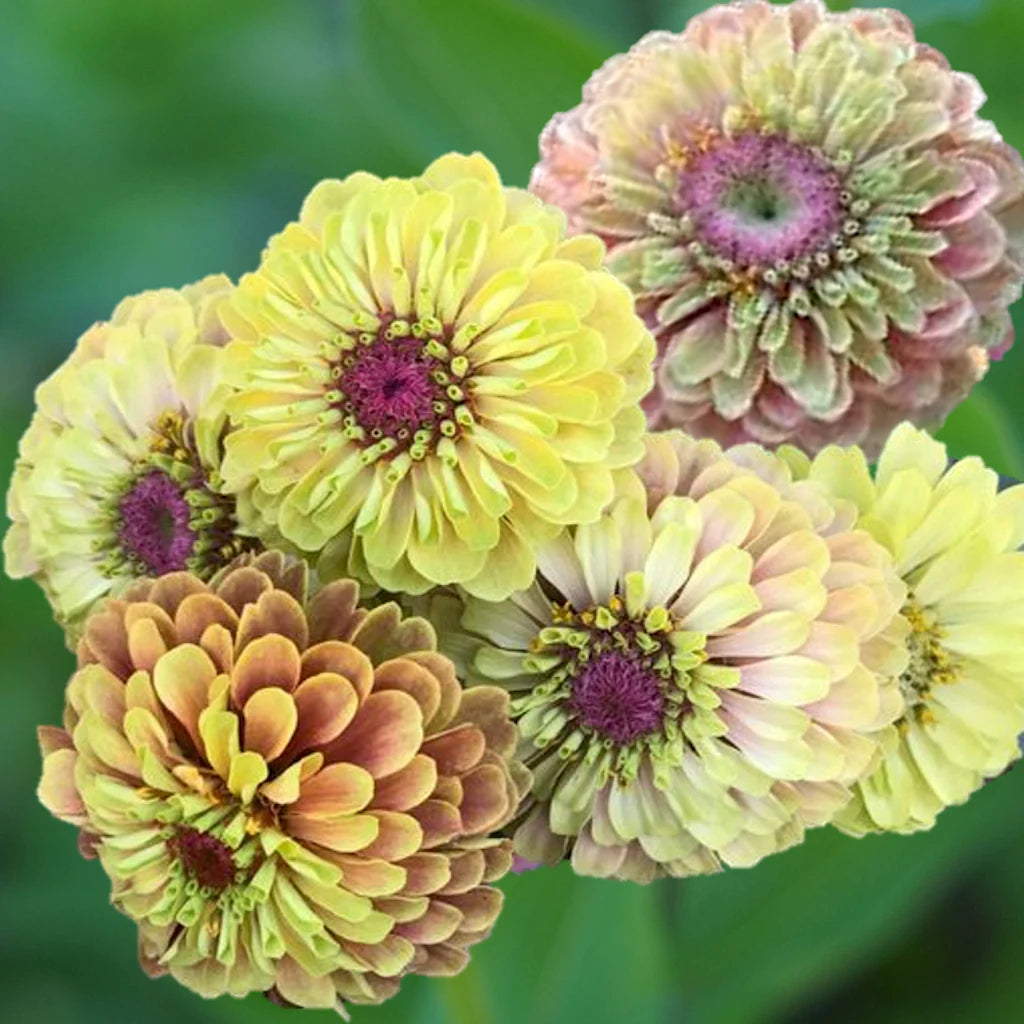 Zinnia ’Queen Lime with Blotch’